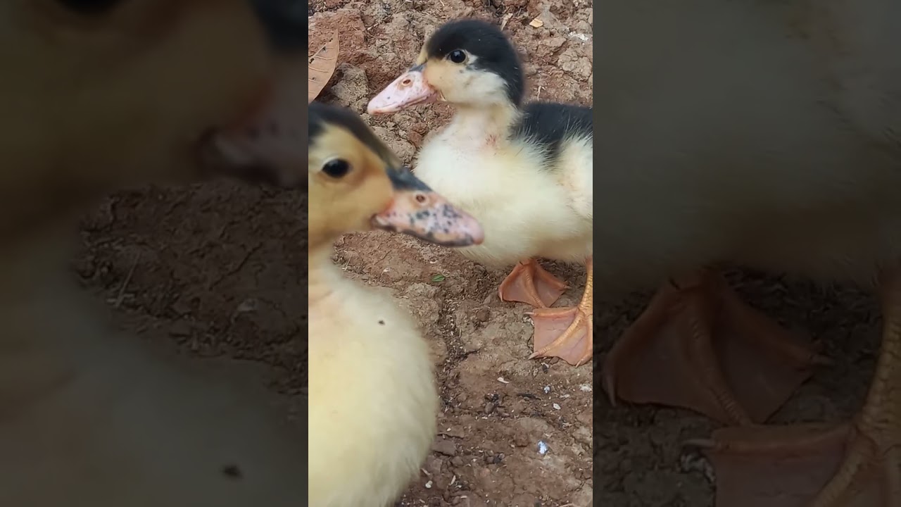 Hasil silangan jenis bebek peking dan mentok rambon