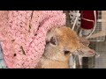 お昼ご飯LIVE