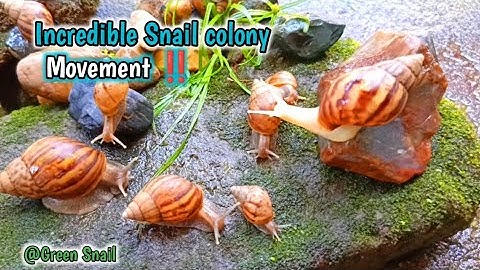 The Unique incredible Locomotion of the snails colonies  #snailLocomotion
