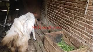 Suara Kambing Betina