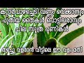 മണ്ണ് സെറ്റ് ചെയ്യേണ്ട രീതി കറ്റാർവാഴ എളുപ്പത്തിൽ തഴച്ചു വളരാൻ ചില സൂത്രങ്ങൾ | Aloe Vera plant Care