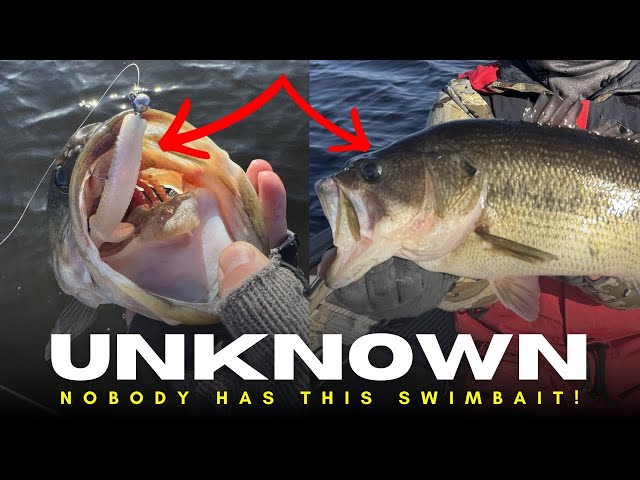 This Unknown Swimbait Crushes All Species Of Fish! - YouTube