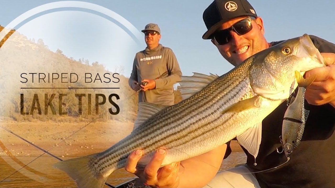 Striped bass tips for Nor-Cal lakes! 