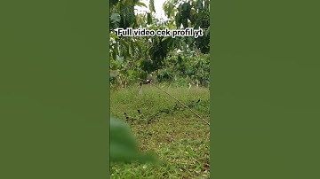 Pikat kutilang gacor sedang manggil lawan #pikat #shorts #pikatkutilang #kicaumania #hobiburung