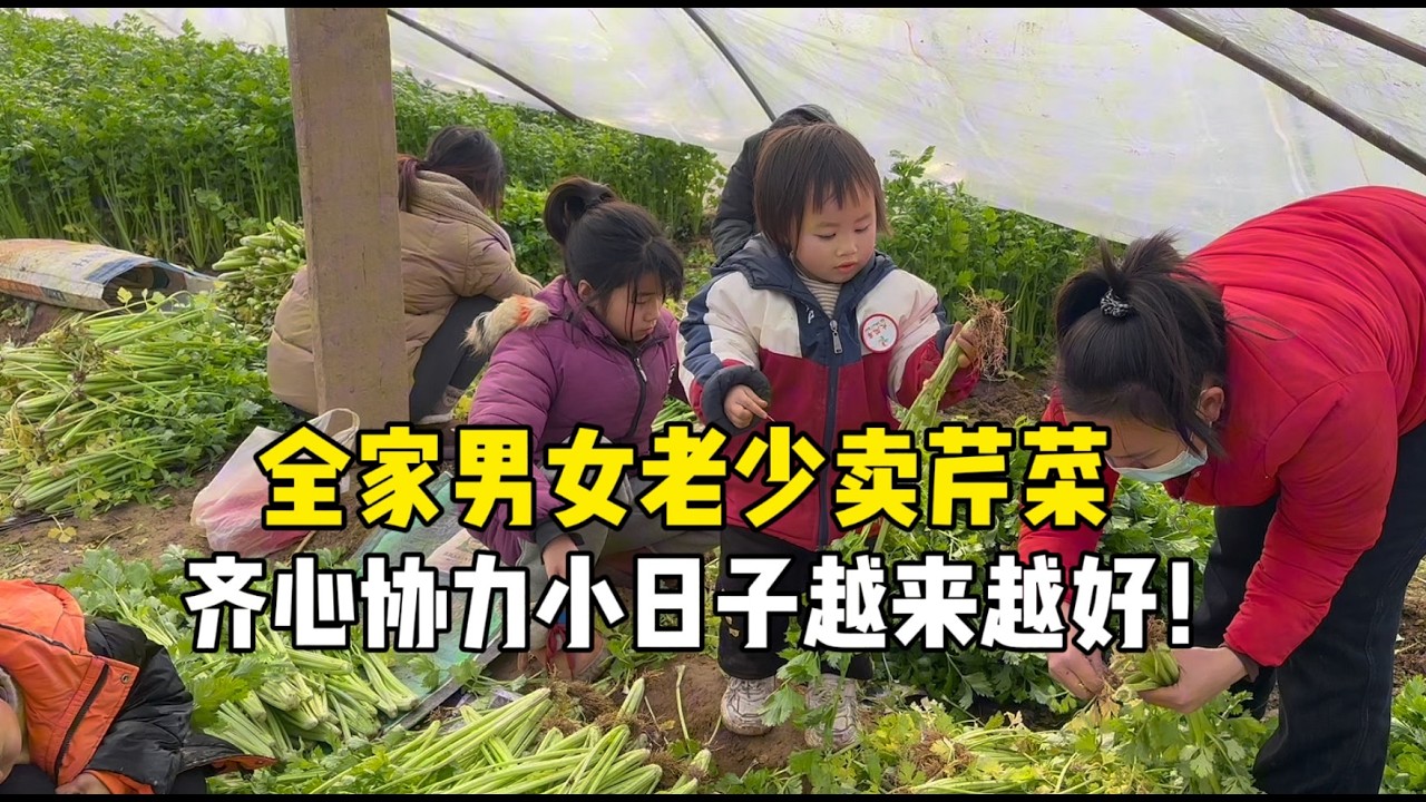 卖菜全家男女老少齐上阵，一家人劲儿往一处使，小日子越过越好！
