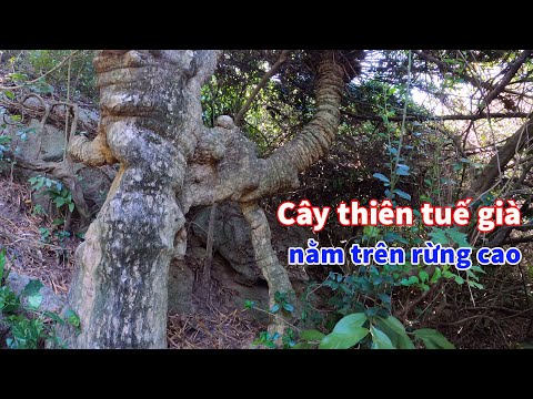 Video Lên núi khai thác bonsai gặp cây thiên tuế già có gốc... - youtube