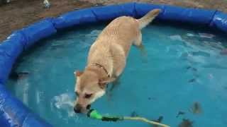 Ted the Dog Fighting with Water Hose in Pool