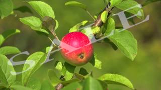 Details Ripe apples on apple tree branch. 4K. News