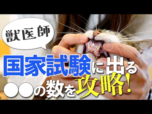 獣医国家試験の問題でもお馴染み！解剖学を学んで授業先取り