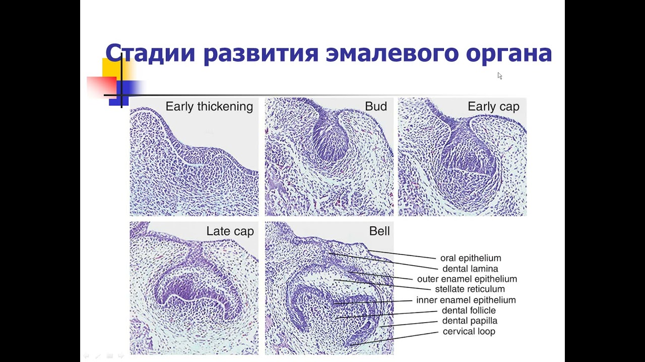 Стадии развития зуба