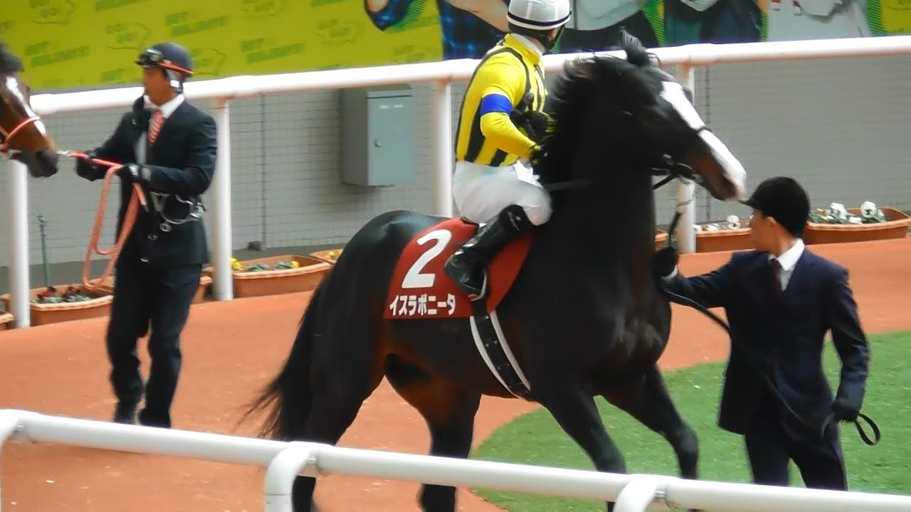 突然の音に驚くルメールとイスラボニータ 阪神カップのパドック 現地映像 阪神競馬場 Youtube