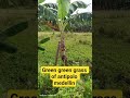 barangay antipolo green green grass of home medellin province of cebu