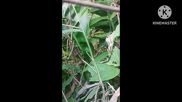 Bẫy gà rừng đầu mùa/3/12/2025