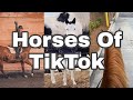 Horses Of TikTok |Compilation|