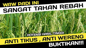 PADI INI SANGAT TAHAN REBAH, TIDAK DISUKAI TIKUS!!!