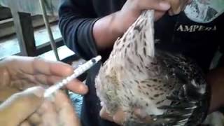 cara penyuntikan seperma pada bebek