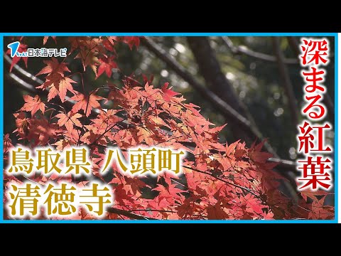 【久しぶりの秋晴れ】「赤いじゅうたんと、黄色いじゅうたんはこれから」　深まる紅葉が見頃　鳥取県八頭町・清徳寺