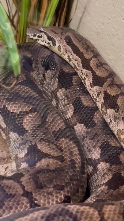 the very scary python snake #shorts - YouTube