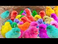 Amazing How to incubate chicks in many beautiful colors ,colorful zoo My Toys
