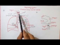 RESPIRATORY SYSTEM - HUMAN BIOLOGY | Respiratory System Anatomy And Physiology in Hindi