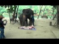 Деревня слонов Тайланд