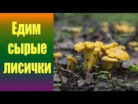 Едим сырые лисички.