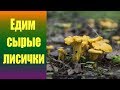 Едим сырые лисички.