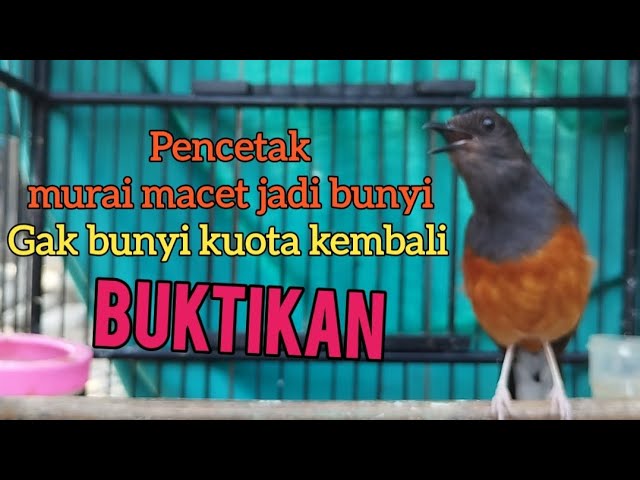 MURAI BETINA GACOR PERANGSANG EMOSI MURAI MACET BUNYI AGAR EMOSI DAN GACOR KEMBALI class=