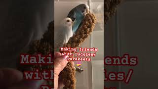 One Way To Make Friends With Budgies/Parakeets: Hand Feed Them With Mullets