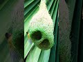Engineer Of Wild How Amazing Weaver Bird Making Nest 30004#birds #wildlife