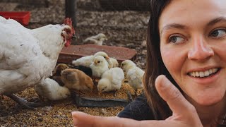 ¡Esta gallina tiene 23 POLLITOS! - Drama en el gallinero y cosechas de la huerta