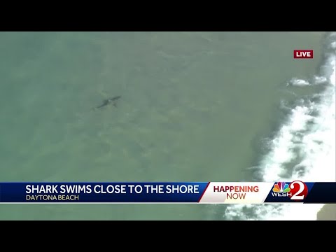Shark swims near shore in Daytona Beach