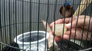 Merawat Burung Sriti #burung #birds #burungsriti #burungwalet #burungpeliharaan @PutoeSoemi