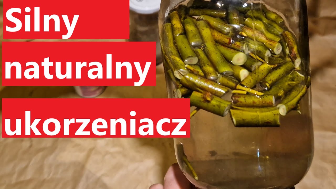 Naturalna Mikstura na Porost Korzeni czyli: jak zrobić silny naturalny ukorzeniacz