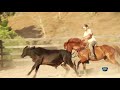 Treinamento para Cavalos de Vaquejada