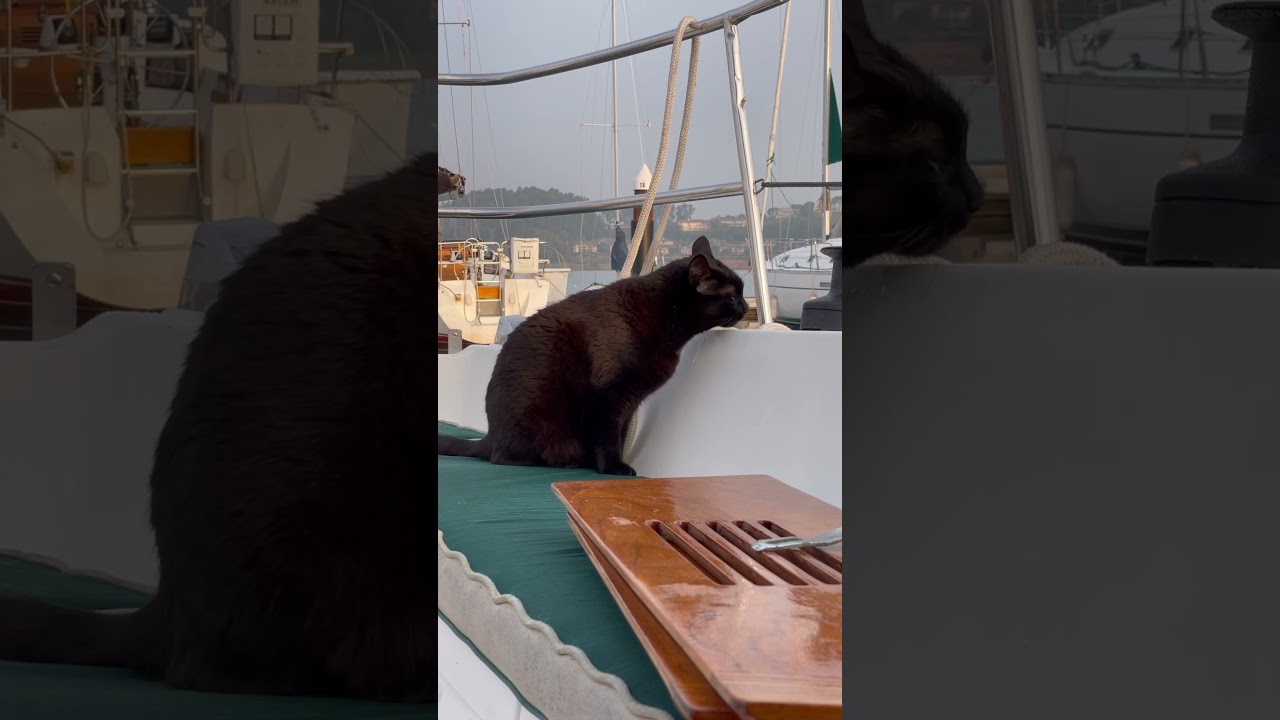 Sometimes cat likes to help clean the boat #cat #liveaboard #ourladydefiant