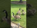 🥰I just love how mom & dad take care of their goslings so cute 💞