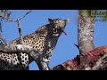 Female Leopard With A Big Meal In A Tree