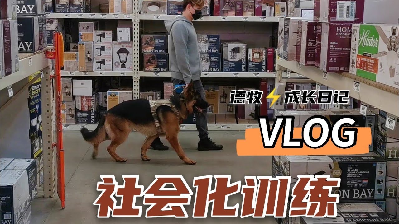 幼犬社会化|一岁德牧的社会化训练VLOG