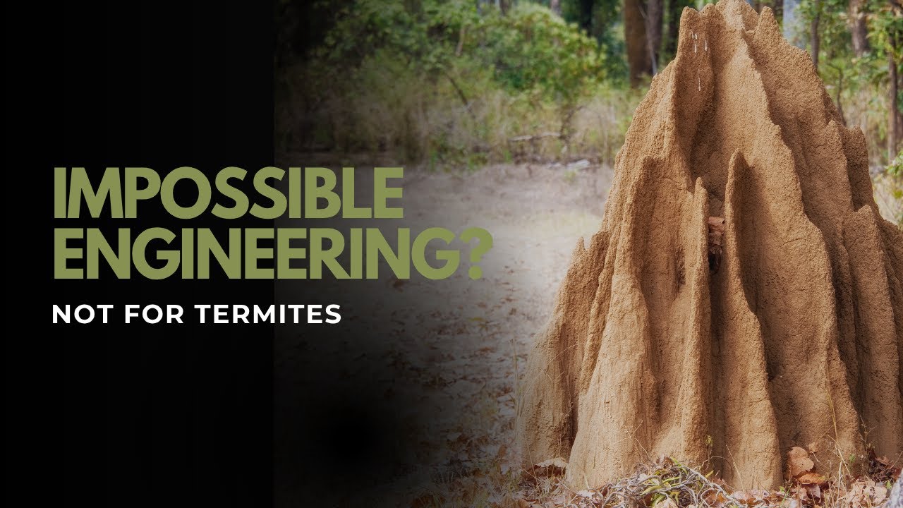 Impossible Engineering? Not for Termites