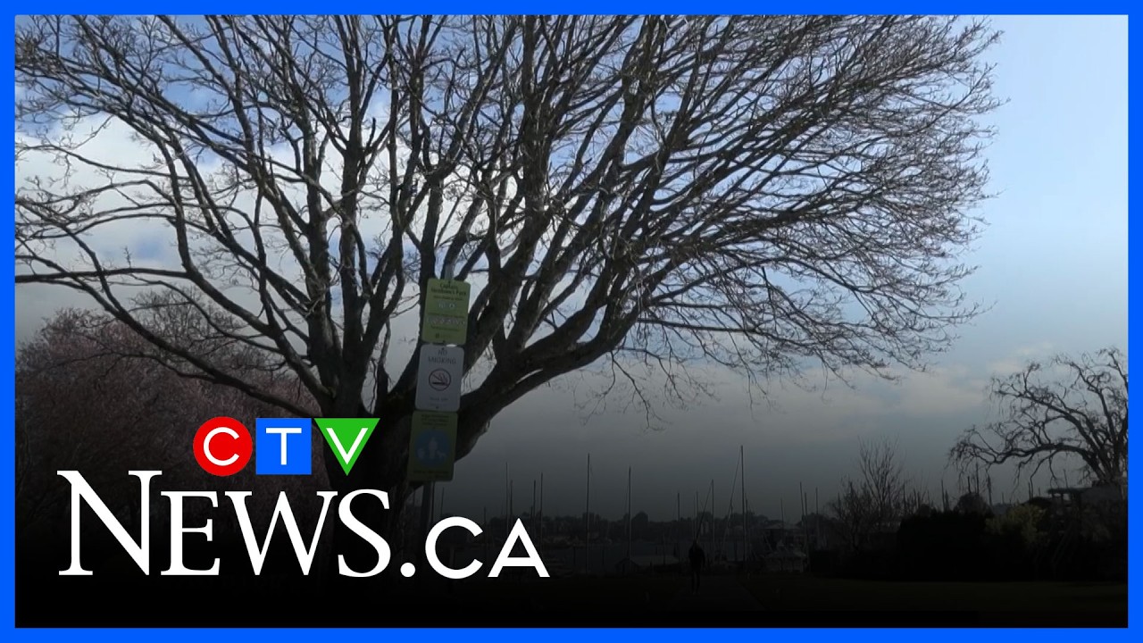 Branches ripped from budding tree in seaside park