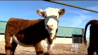 California Meat Companies Winning Praise From Animal Activists For Humane Slaughter