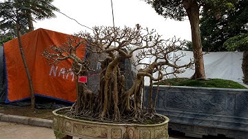 bonsai tree - Những Cây Cảnh Nghệ Thuật Đẹp Nhất Của Bắc Ninh