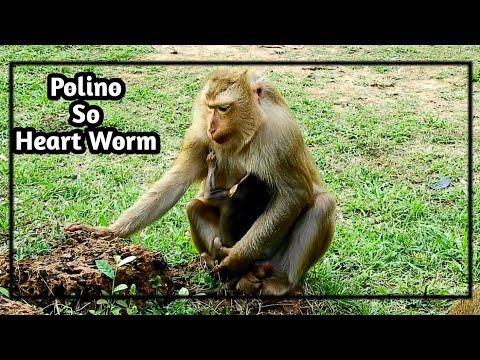 happy monkey münster speisekarte Polino Adorable Monkey, | Asly Love & Tenderness Polino much,