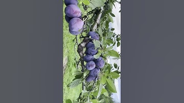 Thumbnail of Plum tree 🌳💕 Amazing￼ Italian Plum-tree￼ 🌳💕 #easyplants 🌳💕 #positivevibes…...🌳💕#shortvideo