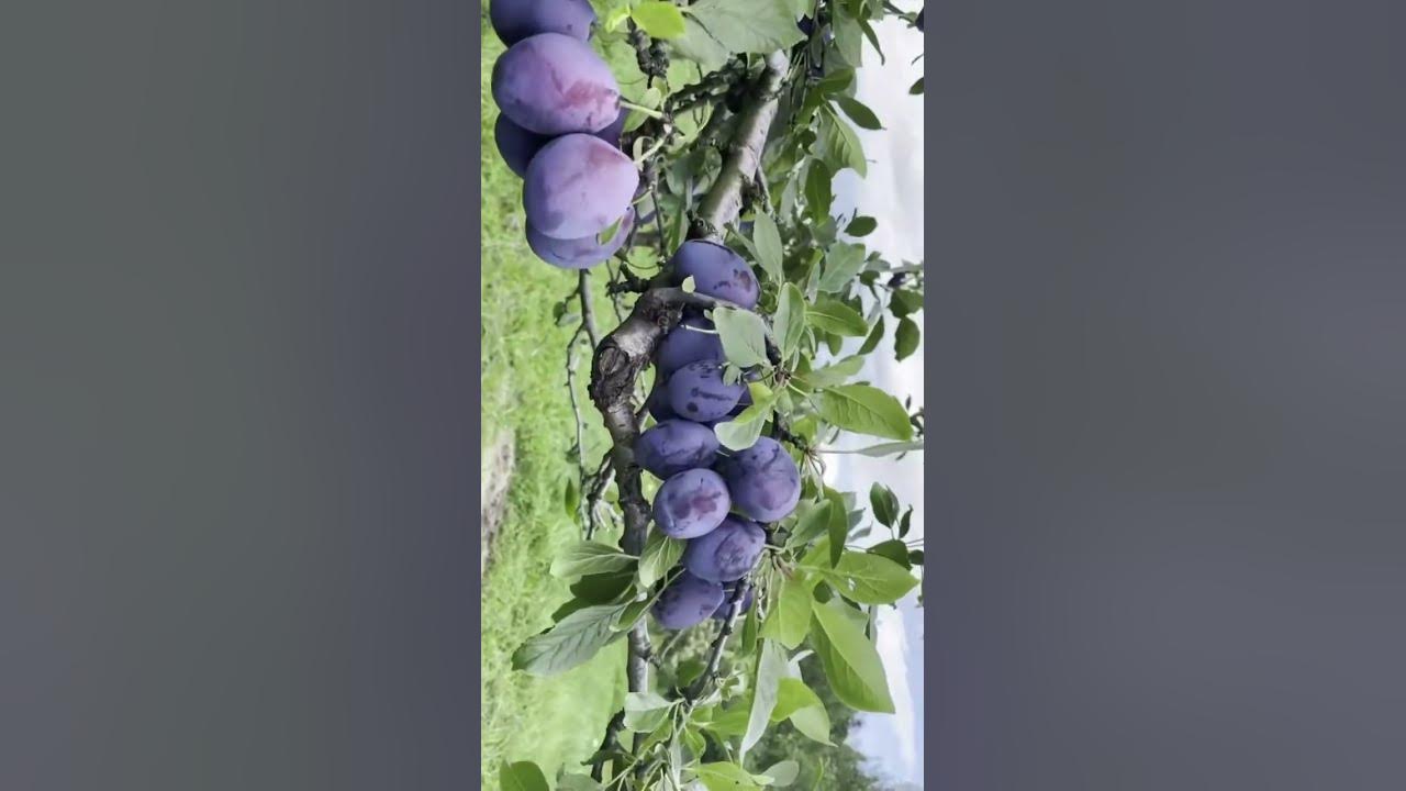 Plum tree 🌳💕 Amazing￼ Italian Plum-tree￼ 🌳💕 #easyplants 🌳💕 #positivevibes…...🌳💕#shortvideo