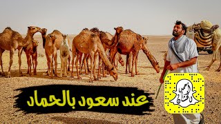 يسكن الصحراء والأبل عائلته: الحلقـ25ـه