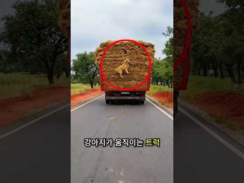 이 어미 개는 포기하지 않았어요 ❤️🐶