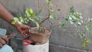 :     .  Kamini Plant Bonsai I