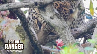 Lazy Leopard Starts To Feed | Maasai Mara Safari | Zebra Plains